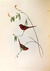 Illustrazione da "The Birds of Australia" di John Gould che rappresenta il Fringuello cremisi Neochmia phaeton, incisione colorata