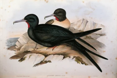 Illustrazione da "The Birds of Australia" di John Gould rappresentante Lesser Frigatebird Fregata ariel, di Oscar Dressler