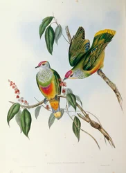 Illustrazione da "The Birds of Australia" di John Gould rappresentante Rose-crowned Fruit Dove Ptilinopus regina