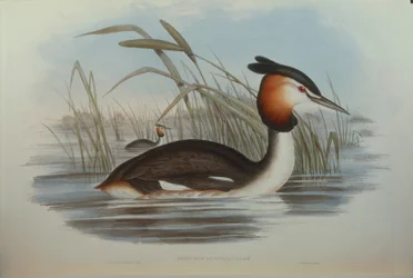 Illustrazione da "The Birds of Australia" di John Gould rappresentante Svasso crestato australe Podiceps cristatus australis