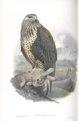 Illustrazione di Archibuteo Lagopus (Poiana calzata)