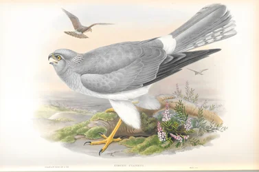 Illustrazione di Circus Cyaneus (Falco di palude)