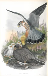 Illustrazione di Falco Aesalon (Falco smeriglio)