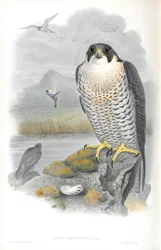 Illustrazione di Falco Peregrinus (Falco pellegrino)