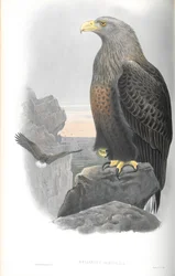 Illustrazione di Haliaeetus albicilla (aquila di mare)