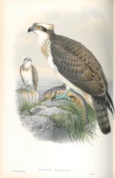 Illustrazione di Pandion Haliaetus (Falco Pescatore)