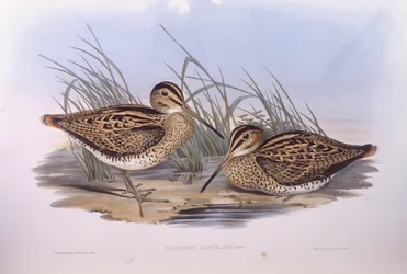 Beccaccino di Latham (Gallinago hardwickii), incisione di John Gould