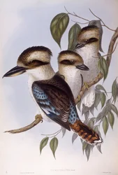 Kookaburra ridente (Dacelo novaeguineae), Incisione di John Gould