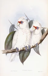 Cacatua dal becco lungo