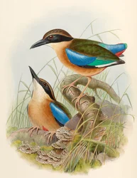 Pitta delle mangrovie (Pitta dalle ali blu) Pitta megarhyncha Schlegel