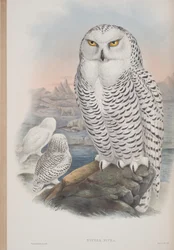 Nyctea Nivea, tavola da The Birds of Great Britain di John Gould, pubblicato 1862-73