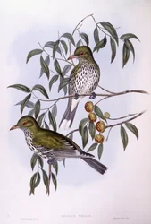 Oriolo dal dorso oliva (Oriolus sagittatus), incisione di John Gould