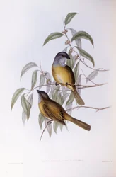Fischiatore olivaceo (Pachycephala olivacea), Incisione di John Gould