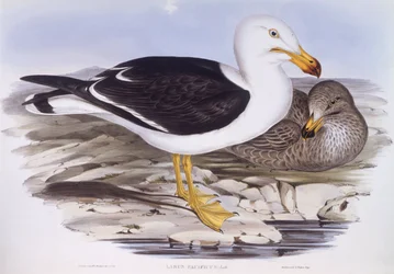 Gabbiano del Pacifico (Larus pacificus), incisione di John Gould