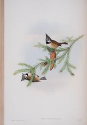 Parus Cristatus, tavola da The Birds of Great Britain di John Gould, pubblicato 1862-73