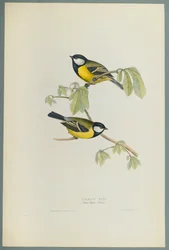 Cinciallegra