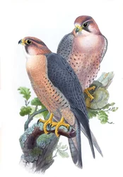 Falco pellegrino, (Falco dal cappuccio rosso) Falco peregrinus babylonicus Sclater
