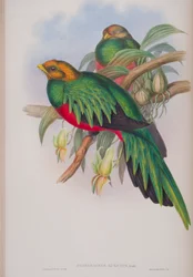 Pharomacrus Auriceps, tavola da The Birds of Great Britain di John Gould, pubblicato 1862-73