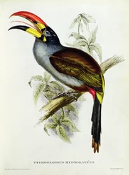 Pteroglossus hypoglaucus da Tropical Birds