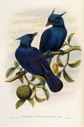 Manucode viola e porpora