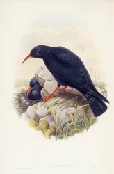 Gracchio corallino (Pyrrhocorax pyrrhocorax), incisione di John Gould