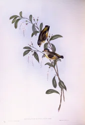 Pardalote dalle sopracciglia rosse (Pardalotus rubricatus), incisione di John Gould