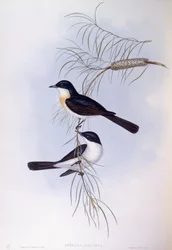 Pigliamosche inquieto (Myiagra inquieta), Incisione di John Gould