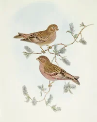 Fringuello rosato (Erythrospiza incarnata), incisione di John Gould