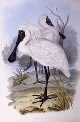 Spatola reale (Platalea regia), Incisione di John Gould