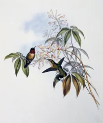 Colibrì gola di rubino (Archilochus colubris), incisione da Monograph of Trochilidae or Humming Birds (1849-1861), di John Gould, Regno Unito