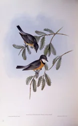 Fischiatore rossiccio (Pachycephala rufiventris), incisione di John Gould
