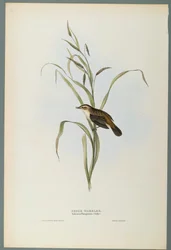 Cannaiola