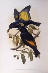 Uccello giardiniere satinato (Ptilonorhynchus violaceus), Incisione di John Gould