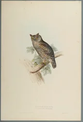 Assiolo
