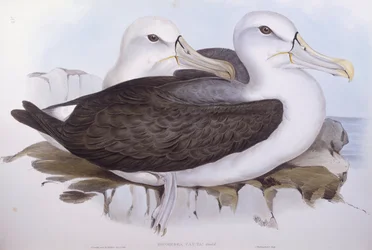 Albatros timido (Diomedea o Thalassarche cauta), Incisione di John Gould