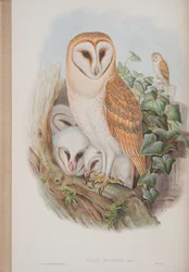 Strix Flammea, da The Birds of Great Britain di John Gould