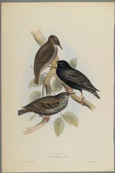 Sturnus Vulgaris - Storno
