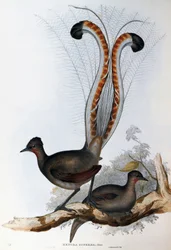 Uccello lira superbo (Menura superba)