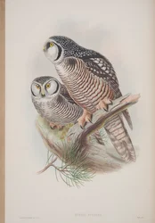 Surnia Funerea, tavola da The Birds of Great Britain di John Gould, pubblicato 1862-73
