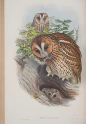 Syrnium Aluco, da The Birds of Great Britain di John Gould