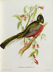 Trogon Ambiguus da 