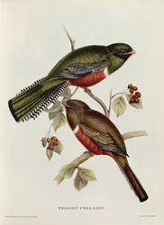 Trogon collare da 