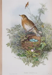 Turdus Musicus, tavola da The Birds of Great Britain di John Gould, pubblicato 1862-73
