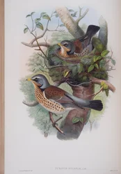 Turdus Pilaris, tavola da The Birds of Great Britain di John Gould, pubblicato 1862-73