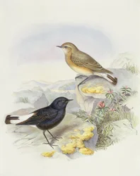Culbianco variabile (Oenanthe picata), Incisione di John Gould