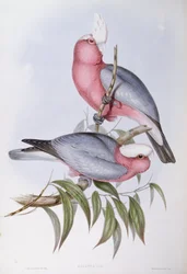 Lori dal collo viola (Eos squamata), incisione di John Gould