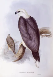 Aquila di mare panciabianca (Haliaeetus leucogaster), incisione di John Gould