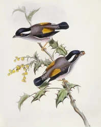 Babblero dal sopracciglio bianco (incisione di John Gould)