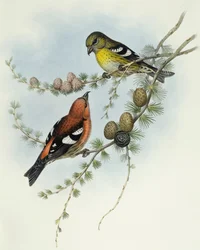 Crociere ali bianche (Loxia leucoptera), Incisione di John Gould