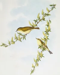 Luì piccolo (Phylloscopus trochilus), Incisione di John Gould